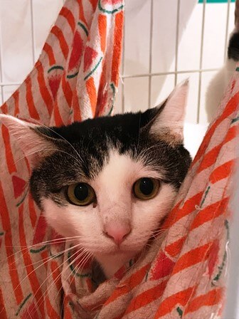 小さな命のバトンを繋げて下さい! 4匹は、皆、兄弟姉妹!