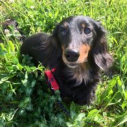 【保護犬】チョア13歳♀ミニチュアダックスフンド