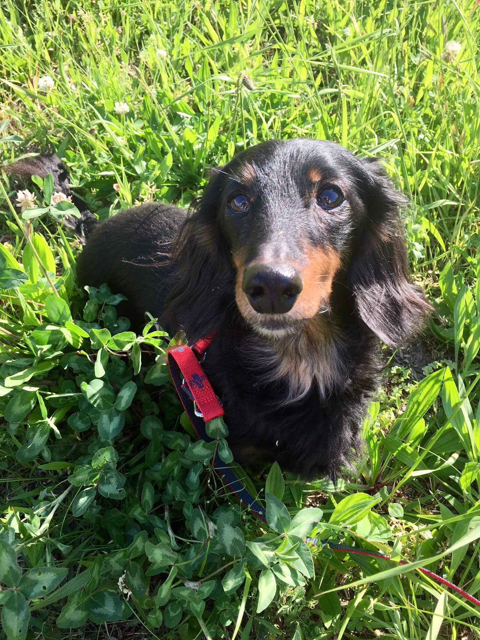 【保護犬】チョア13歳♀ミニチュアダックスフンド