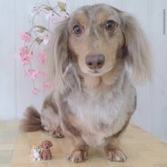 ダックスの気質を理解したリーダーを募集しています