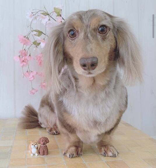 ダックスの気質を理解したリーダーを募集しています