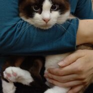 【保護猫】パンくん推定1歳♂️MIX