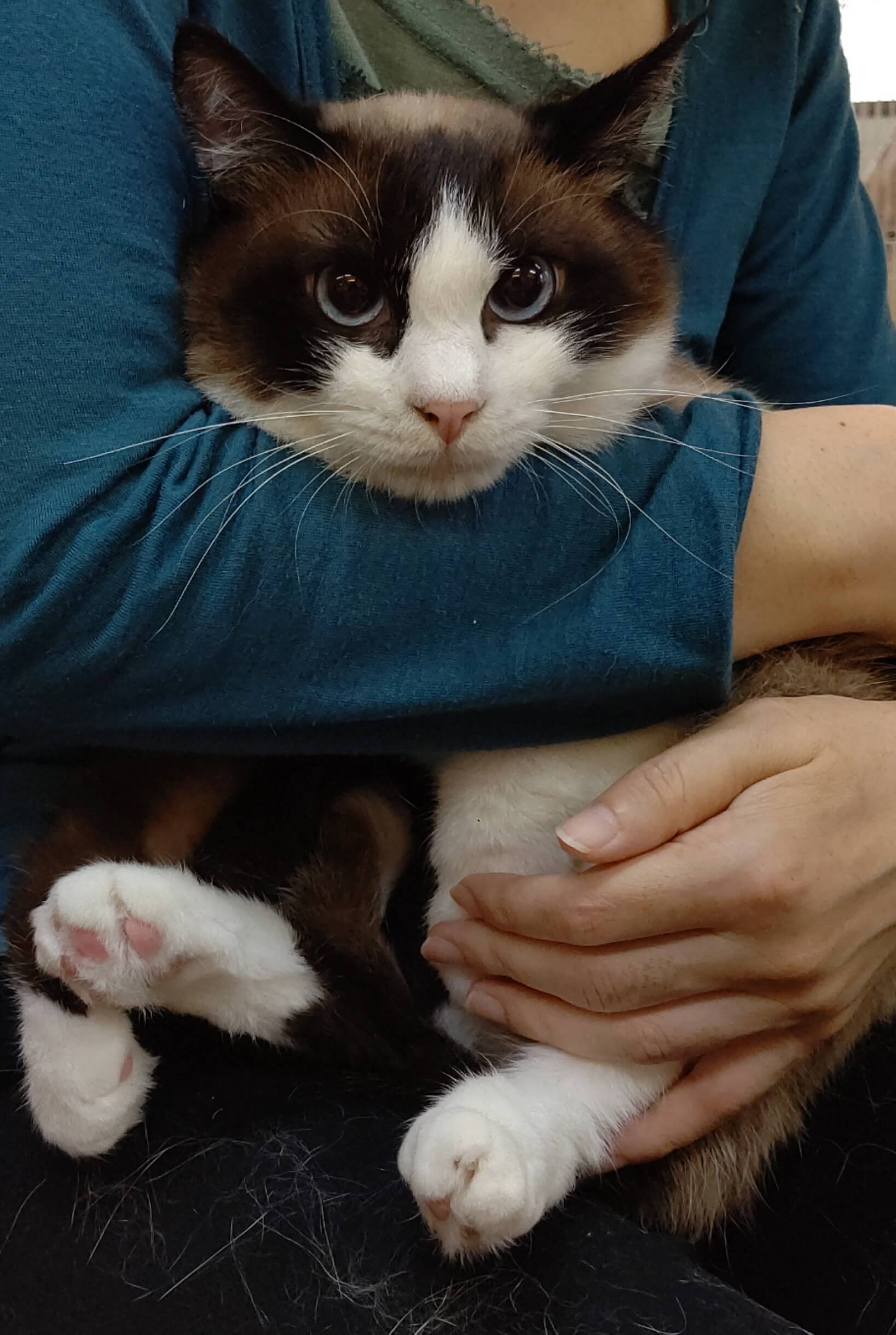 【保護猫】パンくん推定1歳♂️MIX