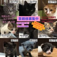 愛護センター出身の猫ちゃん達のための譲渡会です！