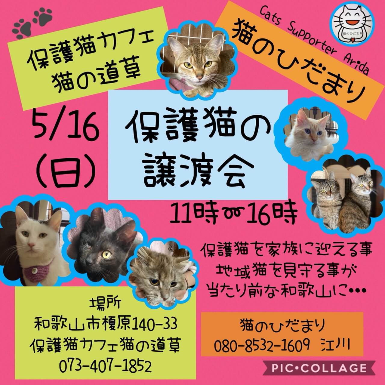 猫の道草&猫のひだまり合同　保護猫の譲渡会