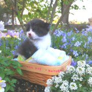 猫の譲渡会in瀬戸 ～ ちーむ にゃいんず 2021年5月15日（土）開催