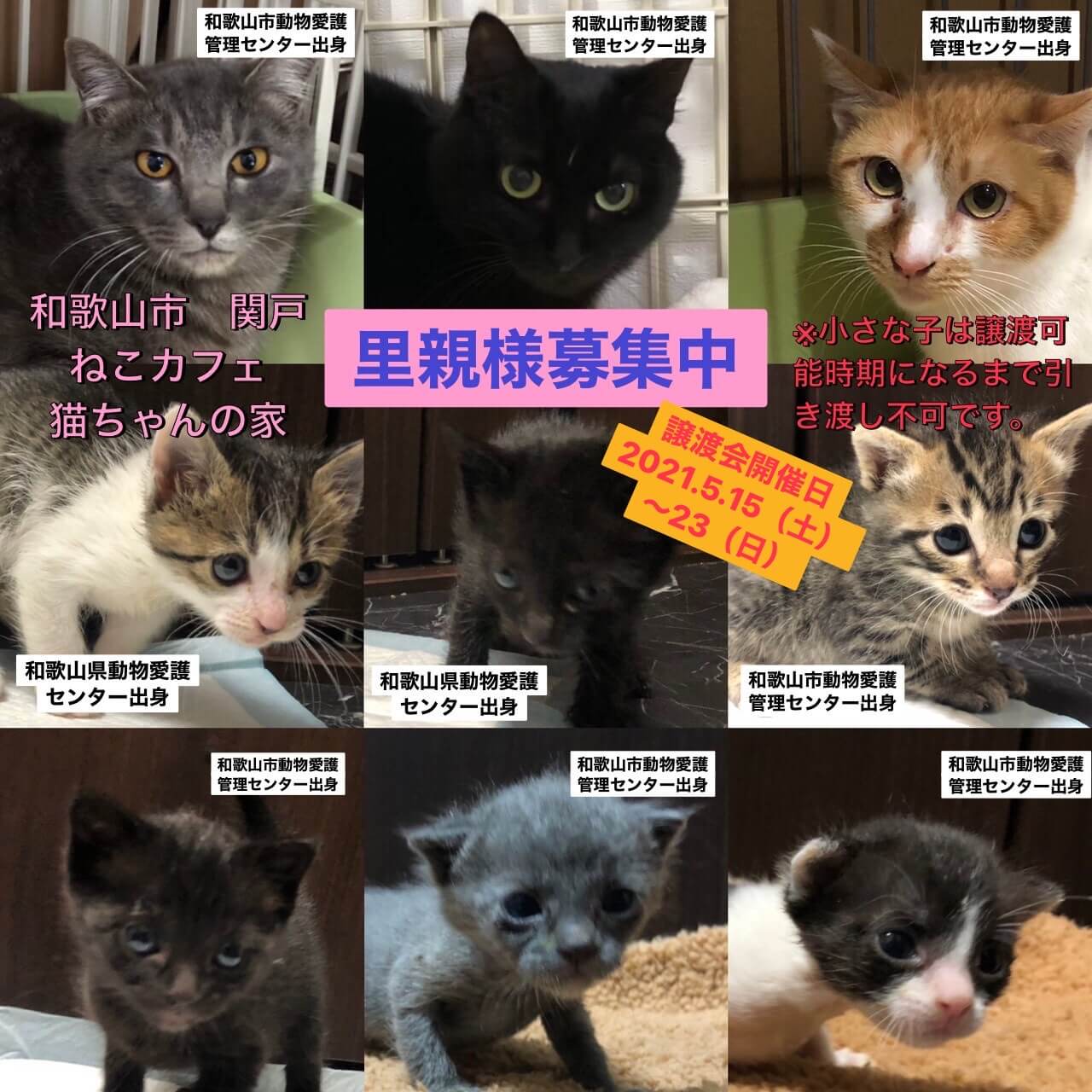 愛護センター出身の猫ちゃんに出会いの場を！