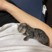 離乳食までお預かりを至急お願いします！