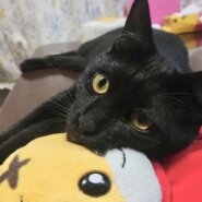 甘えん坊の黒猫マンくん