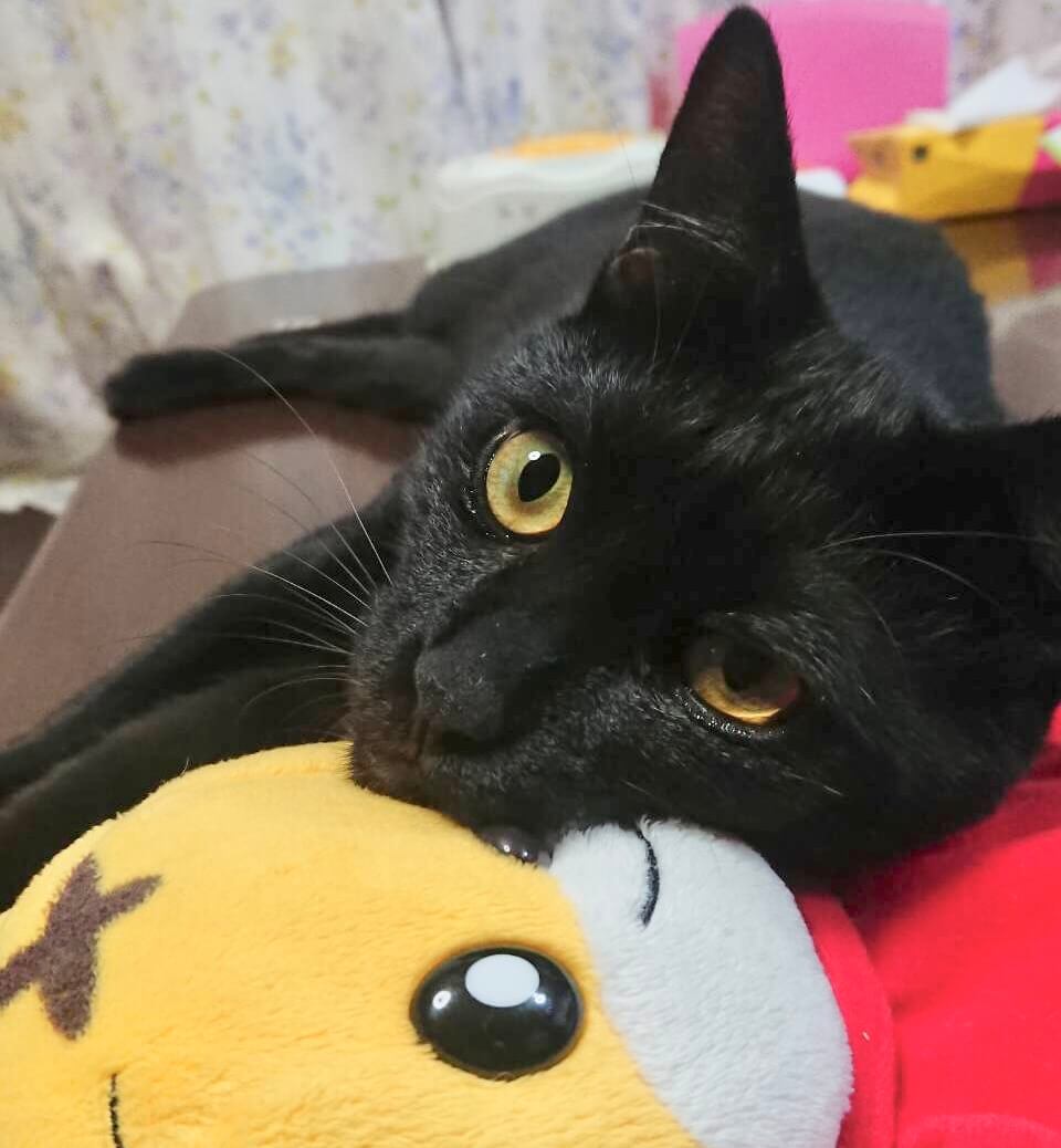 甘えん坊の黒猫マンくん