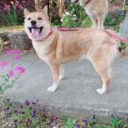 穏やかでお散歩上手なラッキーちゃん(4歳)