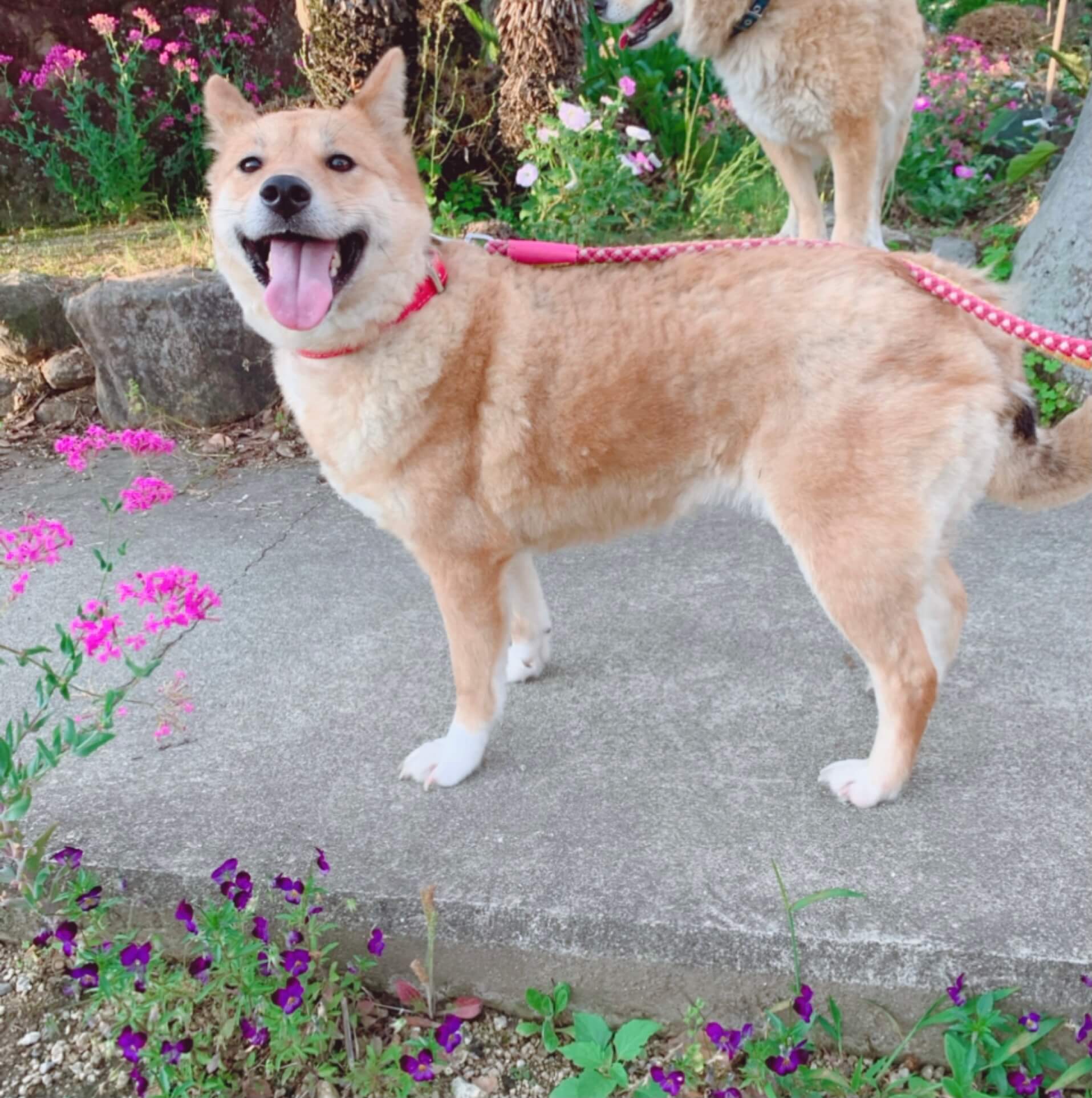 穏やかでお散歩上手なラッキーちゃん(4歳)