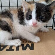 ふわふわモフモフの仲良し三毛猫４姉妹