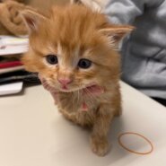 【保護猫】ゴロ推定２ヶ月♂長毛茶トラ