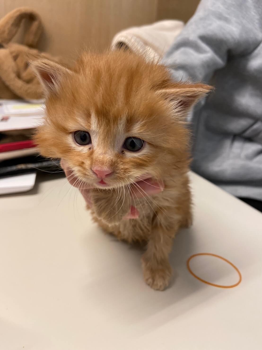 【保護猫】ゴロ推定２ヶ月♂長毛茶トラ