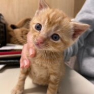 【保護猫】ピカ推定２ヶ月♀茶トラ