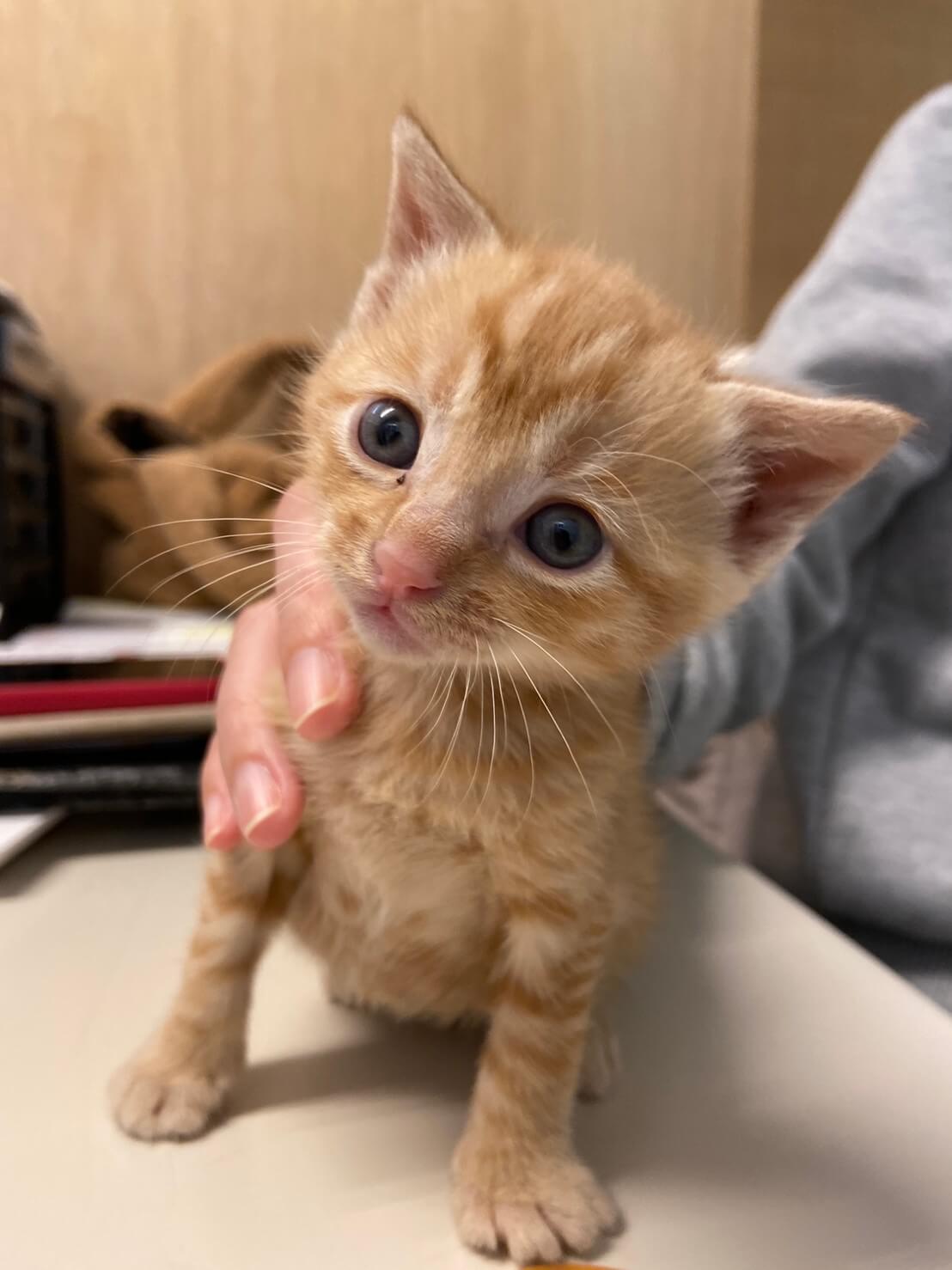 【保護猫】ピカ推定２ヶ月♀茶トラ