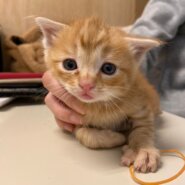 【保護猫】ドン推定２ヶ月♂茶トラ