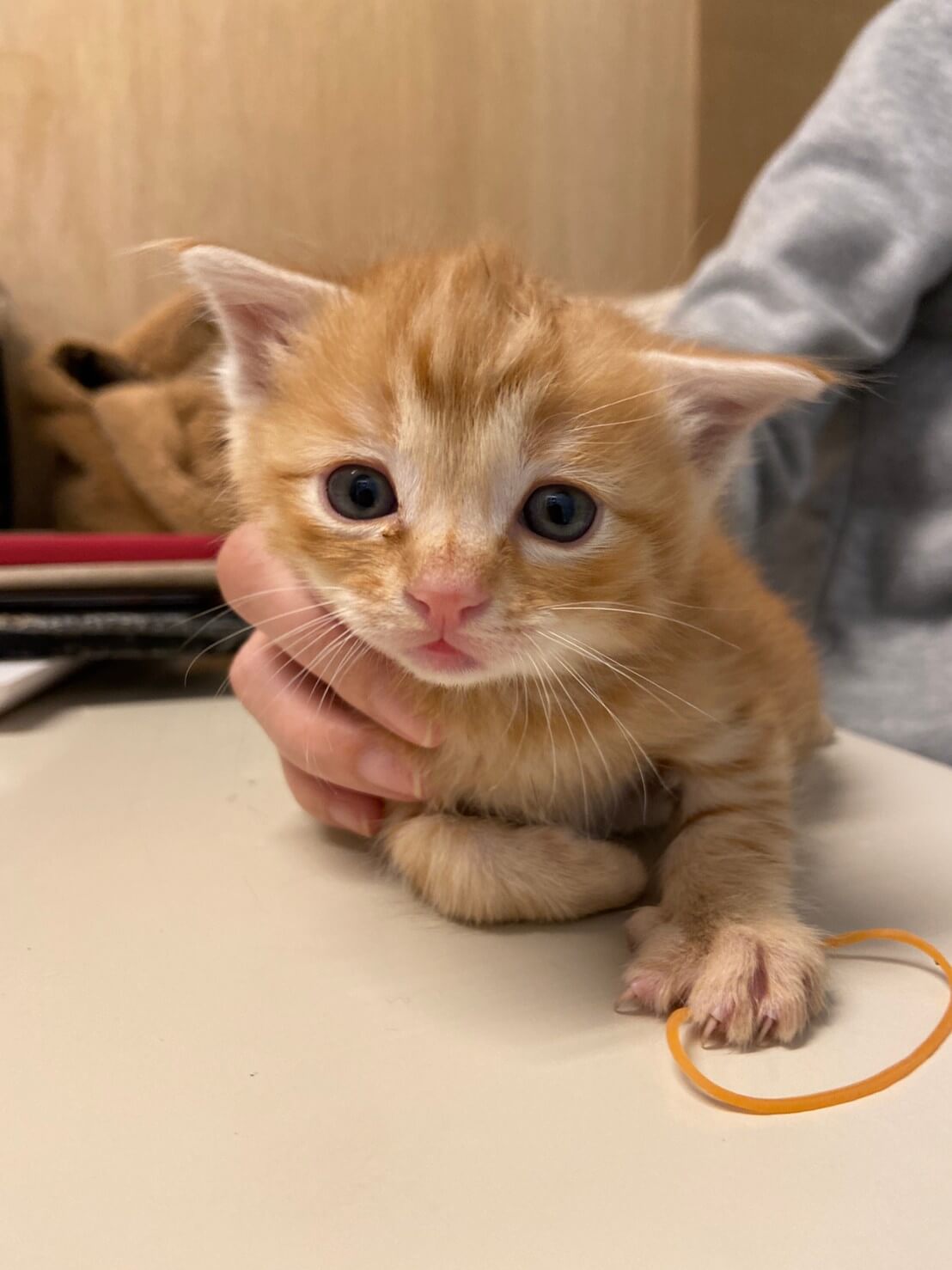 【保護猫】ドン推定２ヶ月♂茶トラ