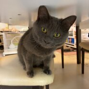 【保護猫】ロビン推定1歳♀グレー