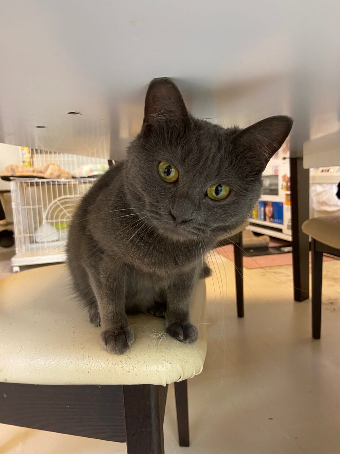 【保護猫】ロビン推定1歳♀グレー