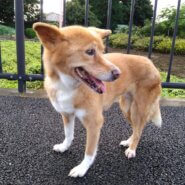 ハンデがありますが、明るく前向きな子