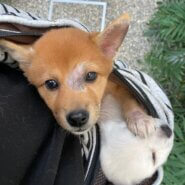 生後2ヶ月　ファーちゃん