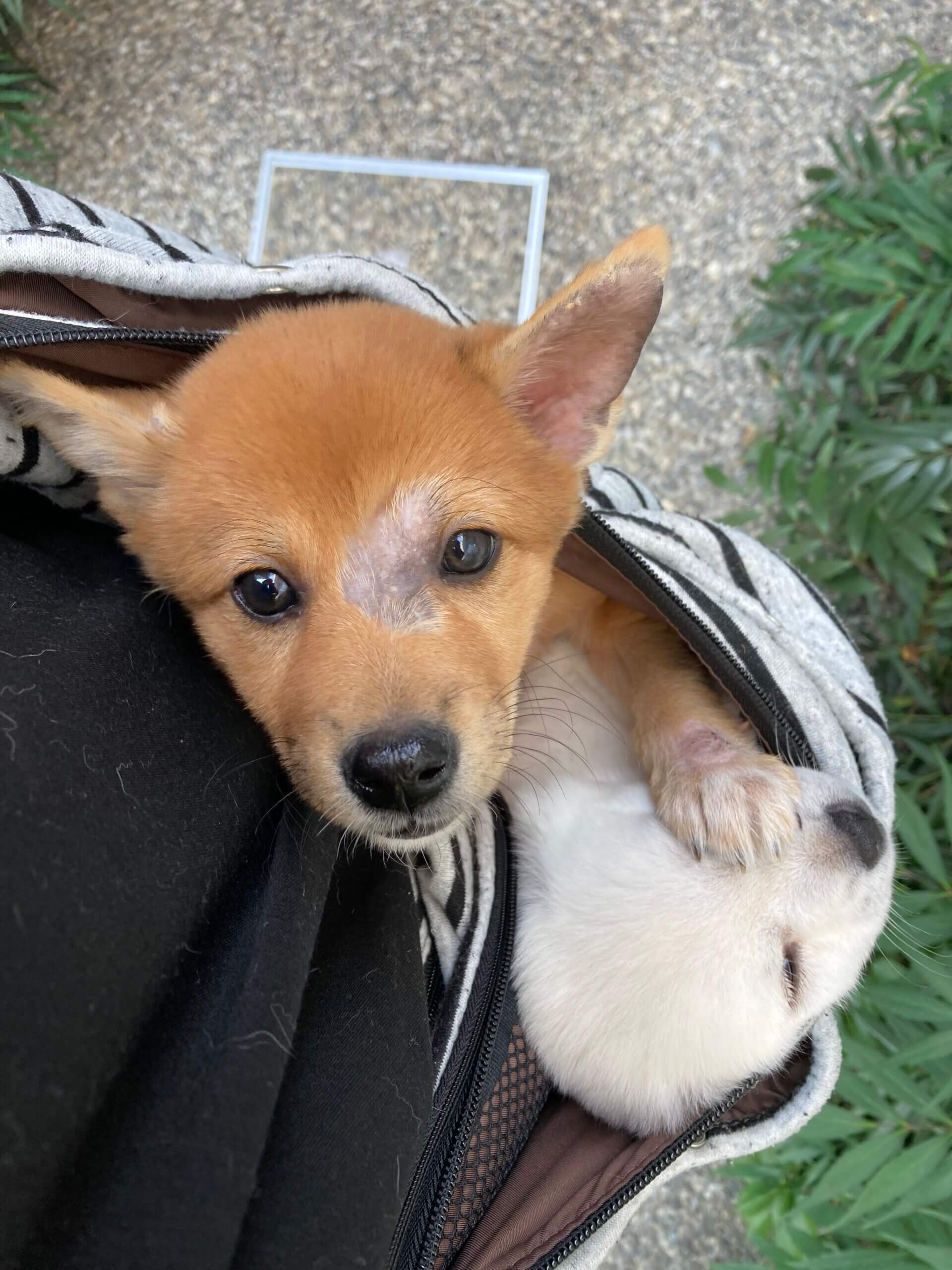 生後2ヶ月　ファーちゃん