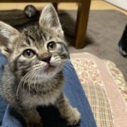 おうちがきまりました。