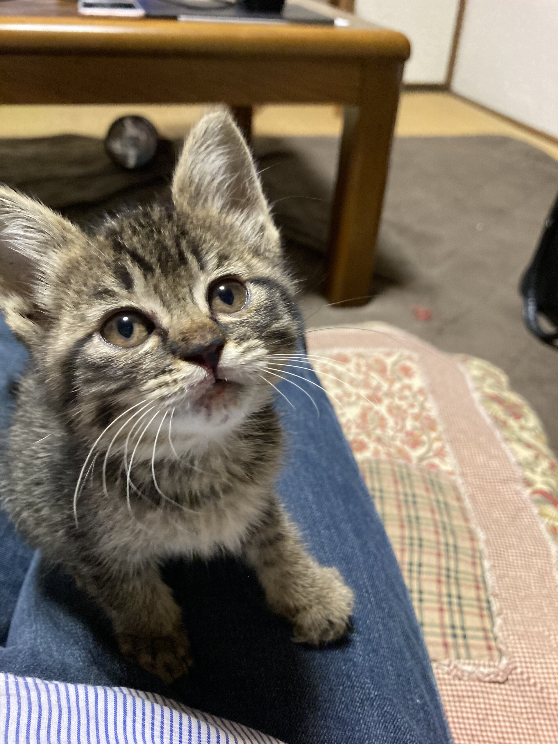 おうちがきまりました。