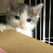 子猫づくし！in瀬戸 ★猫の譲渡会～ちーむ にゃいんず 2021年7月3日（土）開催