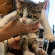 【保護猫】リース推定3ヶ月♀キジ白