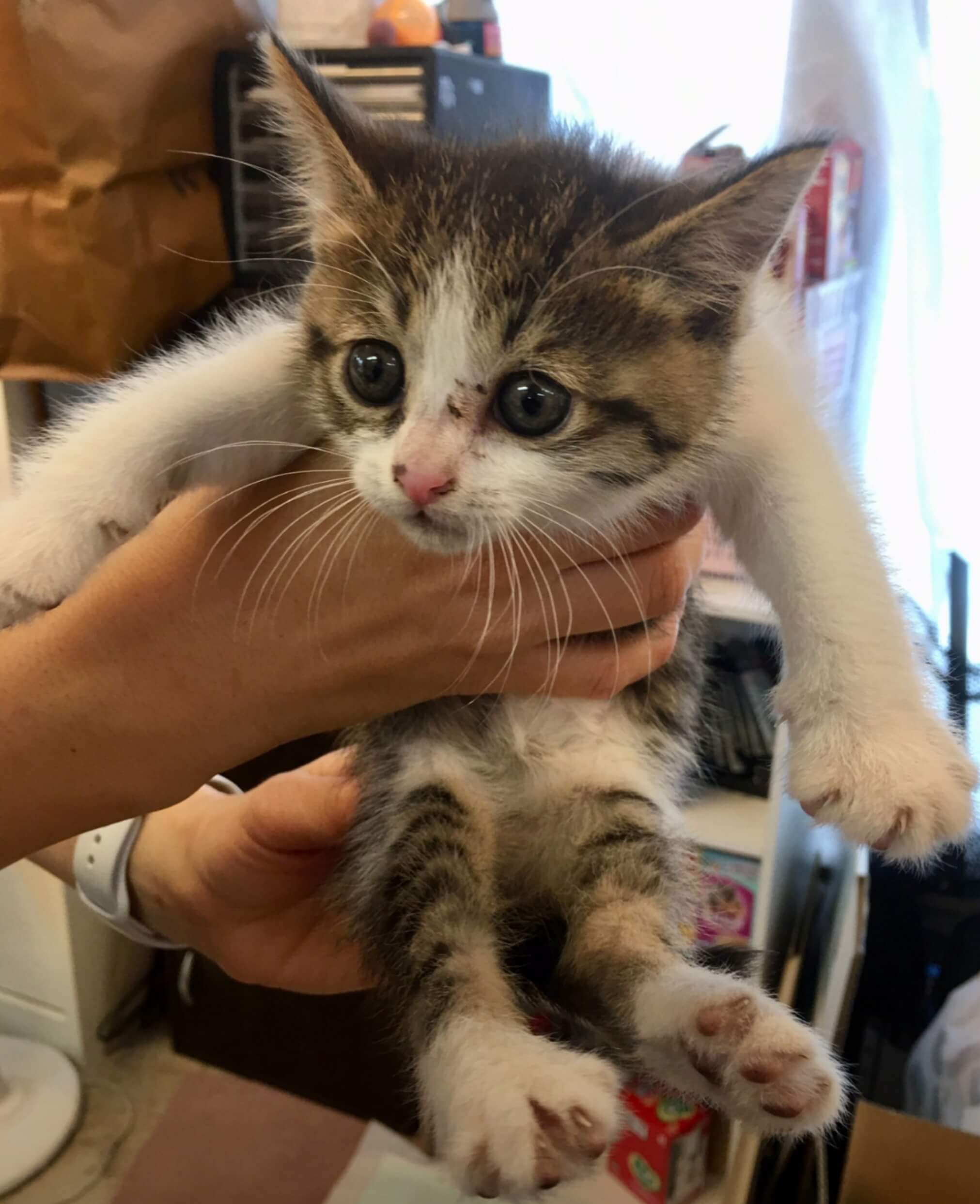 【保護猫】リース推定3ヶ月♀キジ白