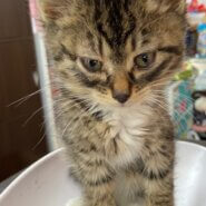 【保護猫】ちー推定4ヶ月♂️キジ白