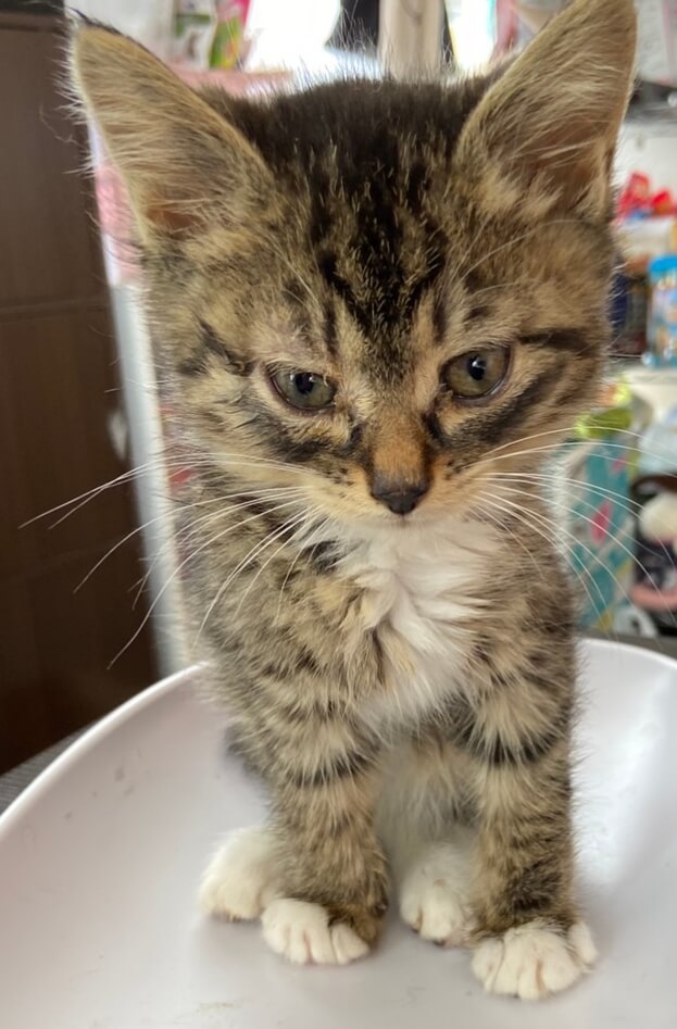 【保護猫】ちー推定4ヶ月♂️キジ白