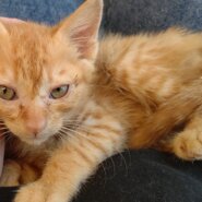 【保護猫】ポート推定3ヶ月♂茶トラ