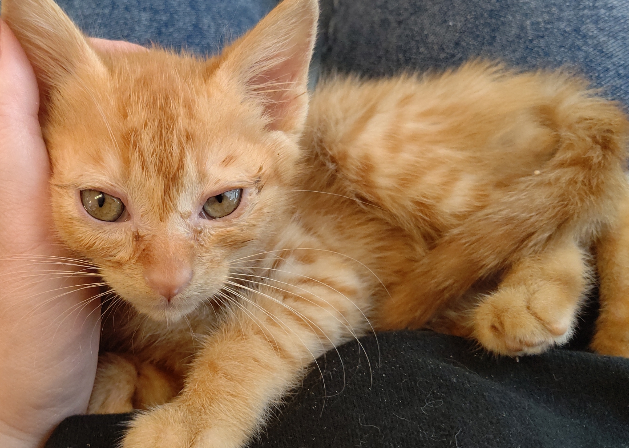 【保護猫】ポート推定3ヶ月♂茶トラ