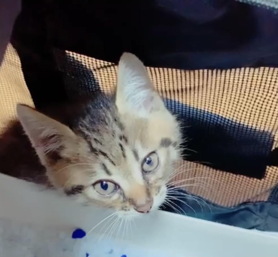 生後2ヶ月前後のキジトラ男の子