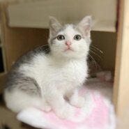 もっちり可愛いグレー白♀
