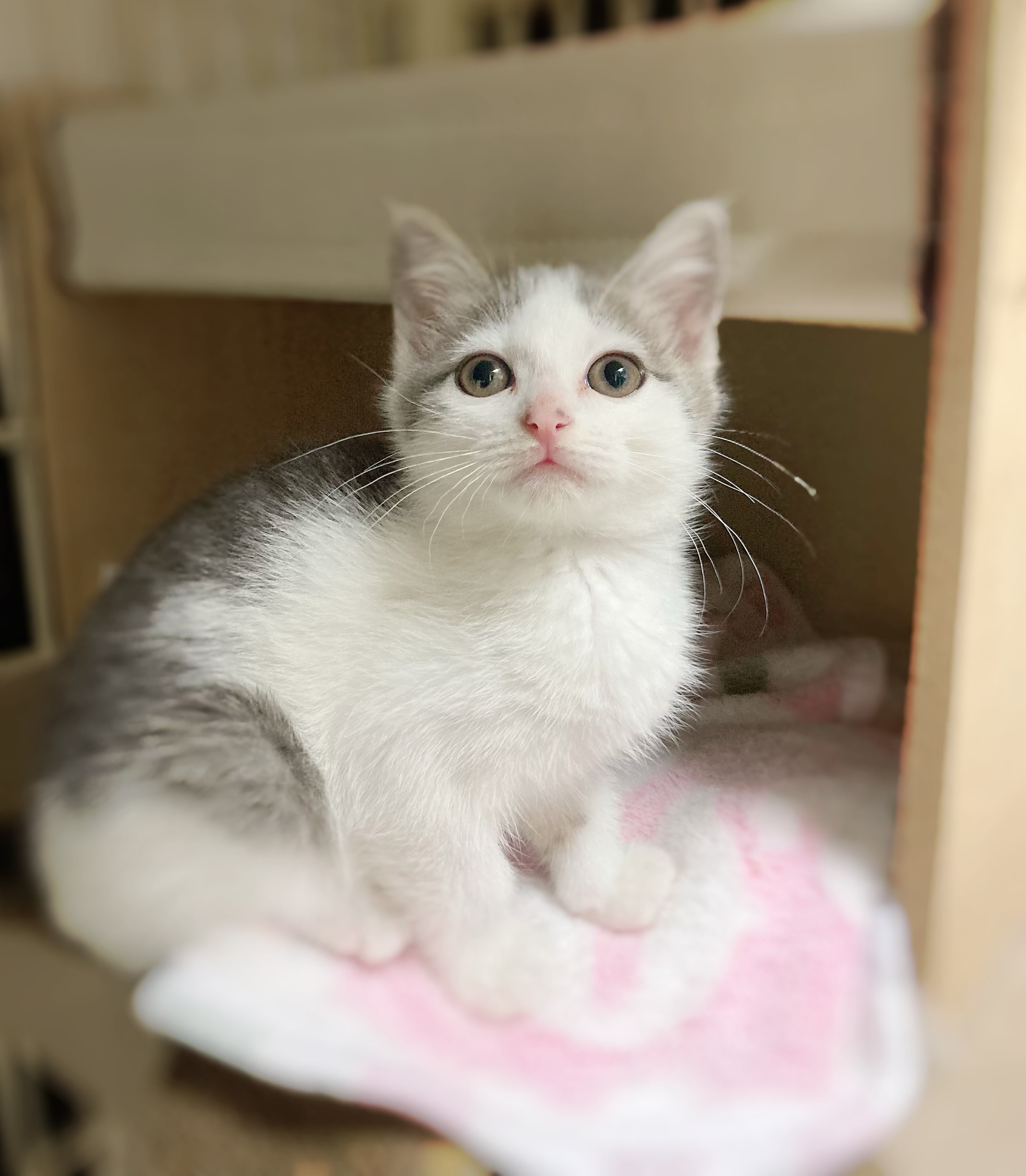 もっちり可愛いグレー白♀