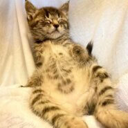 リンクスティップのお耳💕2か月