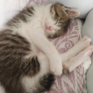 可愛いキジ白ちゃん♀