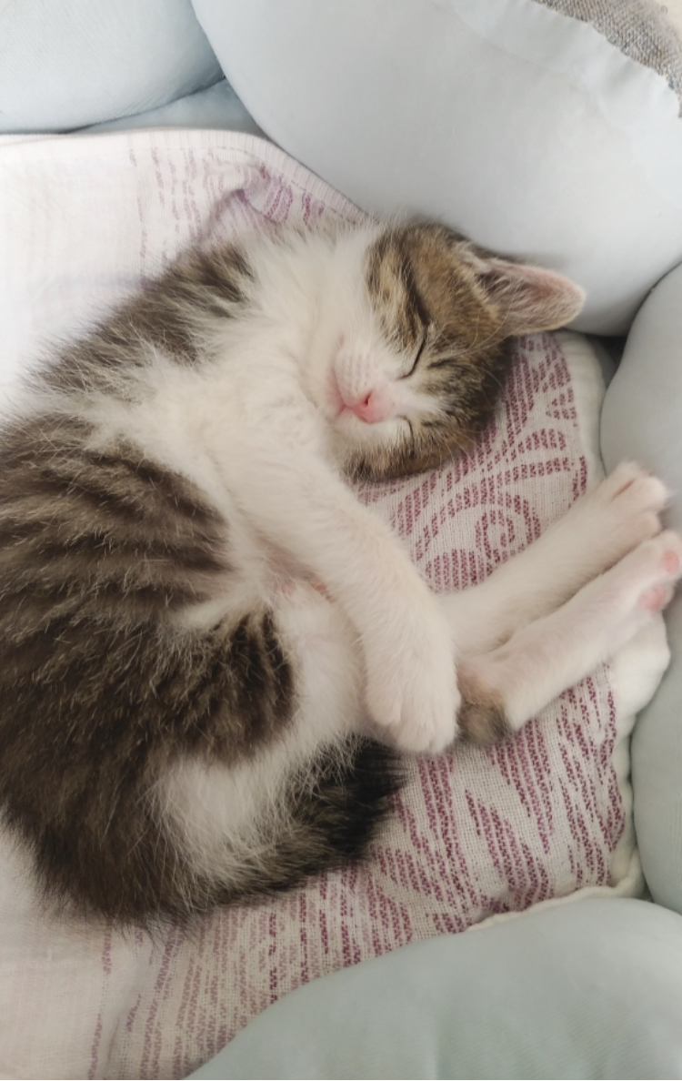 可愛いキジ白ちゃん♀