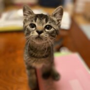 超甘えん坊2か月♀今週面会