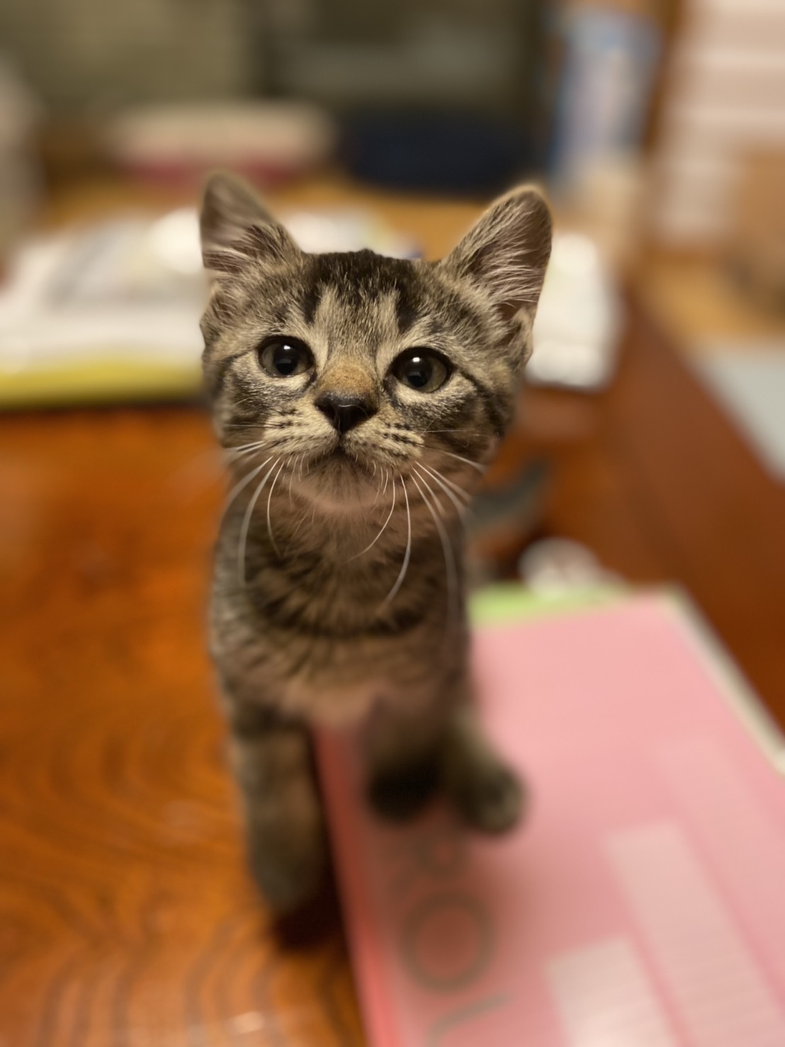 超甘えん坊2か月♀今週面会