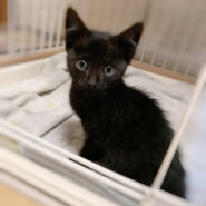 ゴロゴロ可愛い仔猫♀