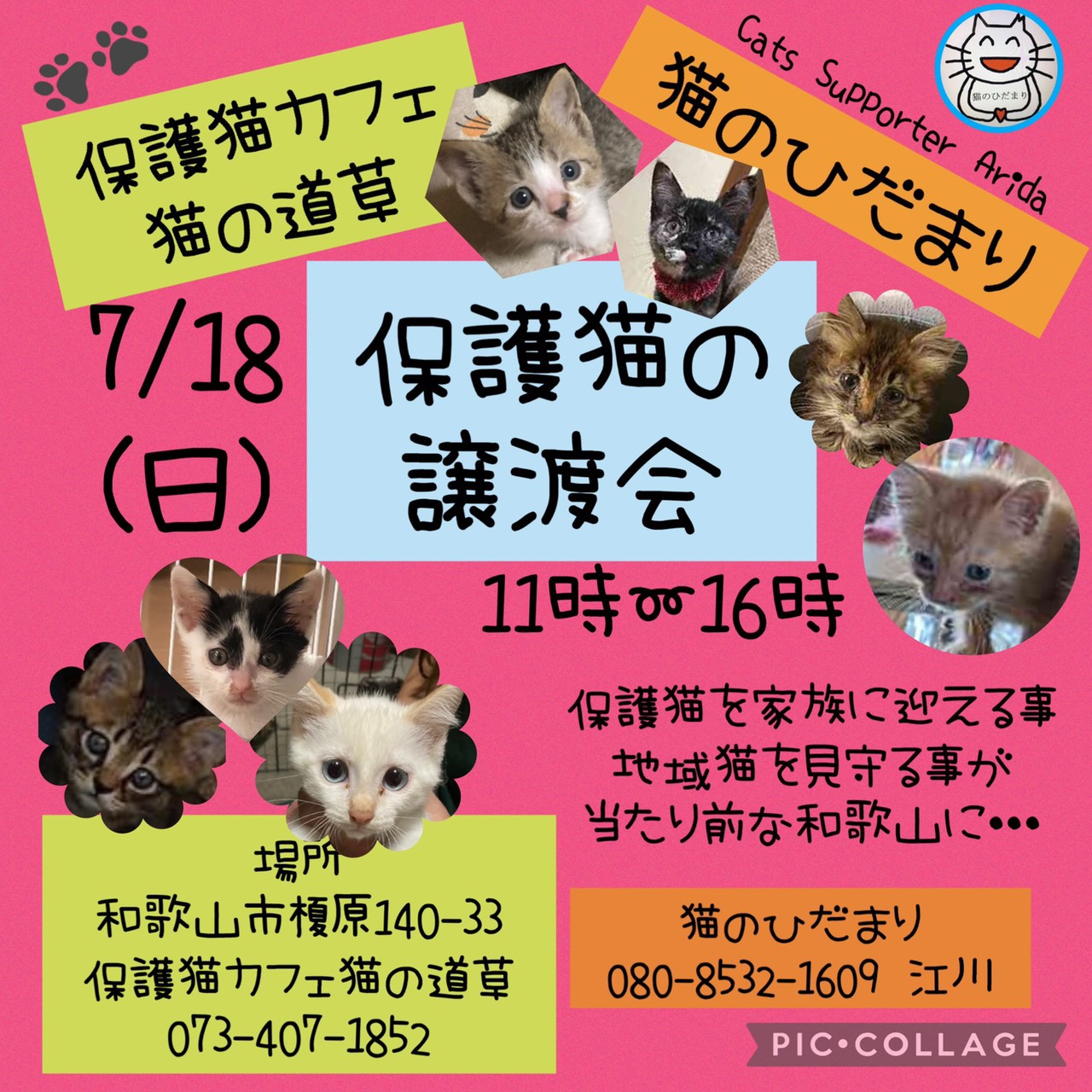 子猫だらけの保護猫の譲渡会　猫の道草&猫のひだまり合同