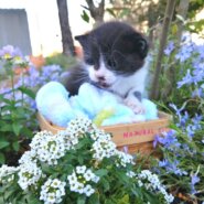 ちび猫づくし！in豊明　★猫の譲渡会～ちーむ にゃいんず 2021年6月26日（土）開催