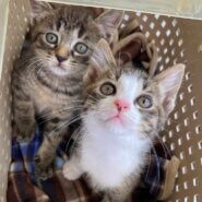 可愛い💕キジ白女の子