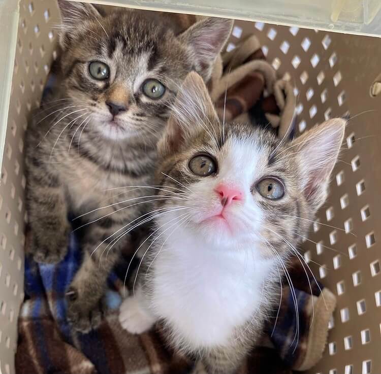 可愛い💕キジ白女の子